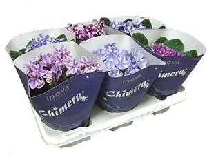 Цветок ночная Фиалка Химера