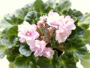 Фиалка Роккоко