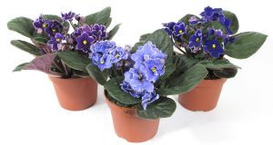 Фиалка Баттерфляй