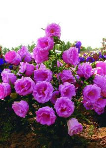 Колокольчик Карпатский (Кампанула жених и невеста)