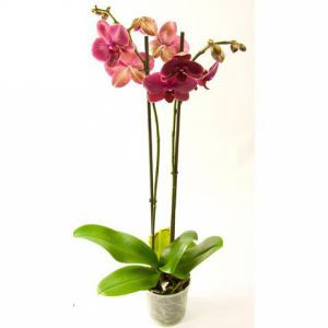 Фаленопсис Россини 2 ствола