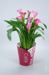 Калла розовая