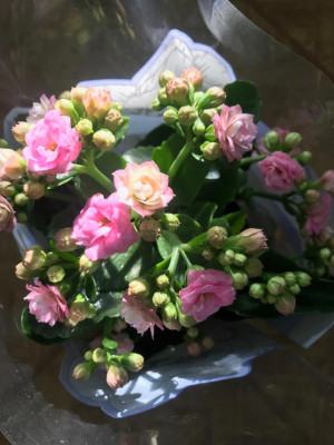 Каланхоэ Микс