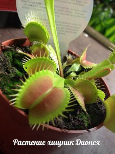 Венерина мухоловка - растение хищник (дионея)