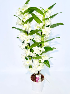 Орхидея Дендробиум Orchidea Dendrobium комнатный цветок