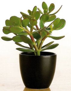 Денежное дерево - Крассула овата - Толстянка