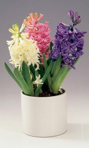 Гиацинт тройной