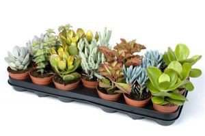 Суккуленты Микс 1 горшок