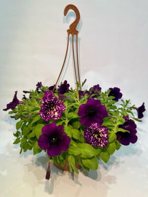 Петуния подвесная