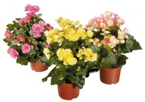 Бегония Микс 1 горшок