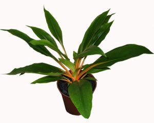 Хлорофитум Грин Оранж