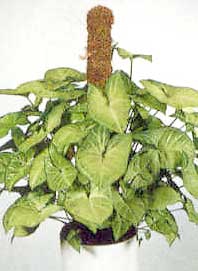 Сингониум Голден - очень популярный и легкий в уходе вид комнатного растения.