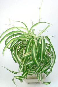 Хлорофитум Бонни Подвесной