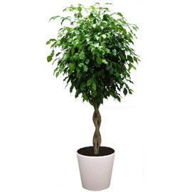 Фикус Экзотика Твист