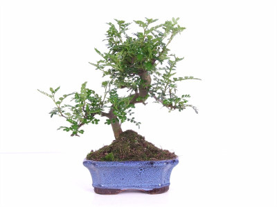 Бонсай Кармона