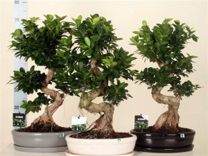 Бонсай - Bonsai Ficus 60-70см