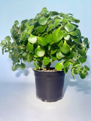 Аихризон Дерево Любви Aichryson