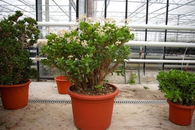 Денежное дерево цветущее крассула