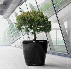 Крассула (денежное дерево) + Lechuza