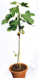 Фикус Карика, Инжир